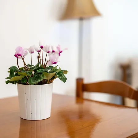 Apartman Plethora Homes *